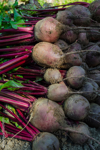 pile of fresh beetroot at outdoor farmers market