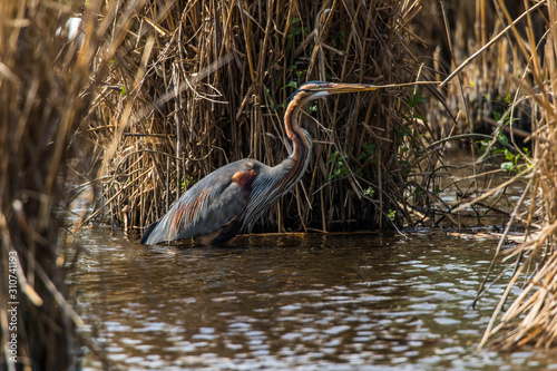 Purple heron (Ardea purpurea) photo