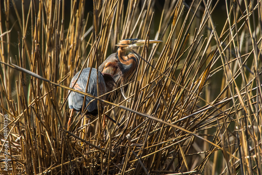 Purple heron (Ardea purpurea)