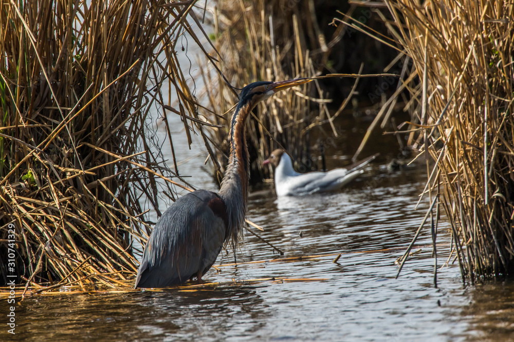 Purple heron (Ardea purpurea)