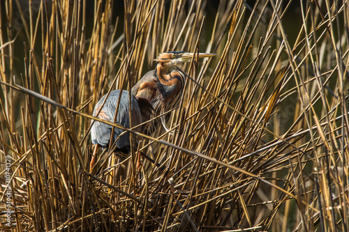 Obraz na płótnie Purple heron (Ardea purpurea) w salonie