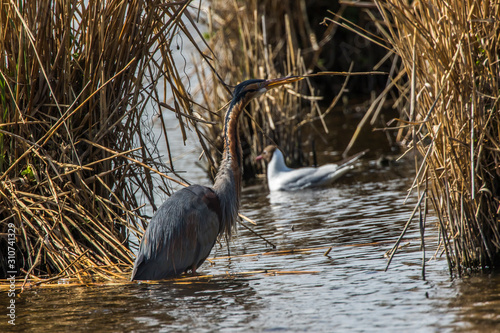 Obraz na płótnie Purple heron (Ardea purpurea) w salonie