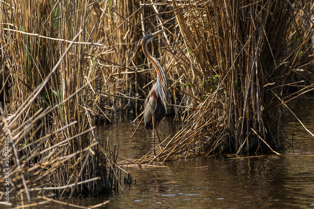 Purple heron (Ardea purpurea)