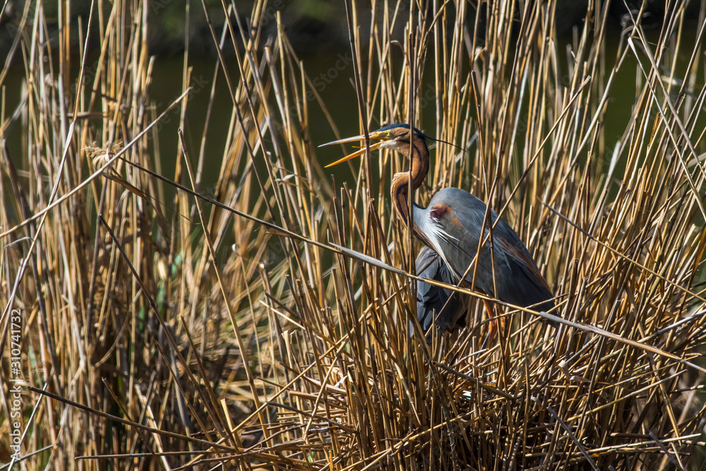Purple heron (Ardea purpurea)