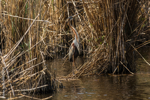 Obraz na płótnie Purple heron (Ardea purpurea) w salonie