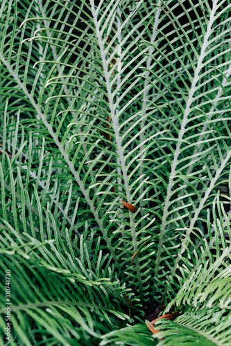 Green tropical geometrical plant background