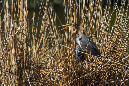 Obraz na płótnie Purple heron (Ardea purpurea) w salonie