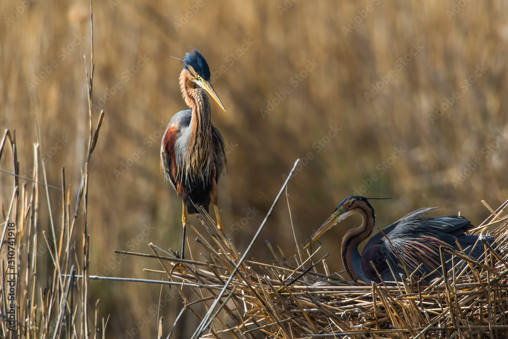 Purple heron (Ardea purpurea)