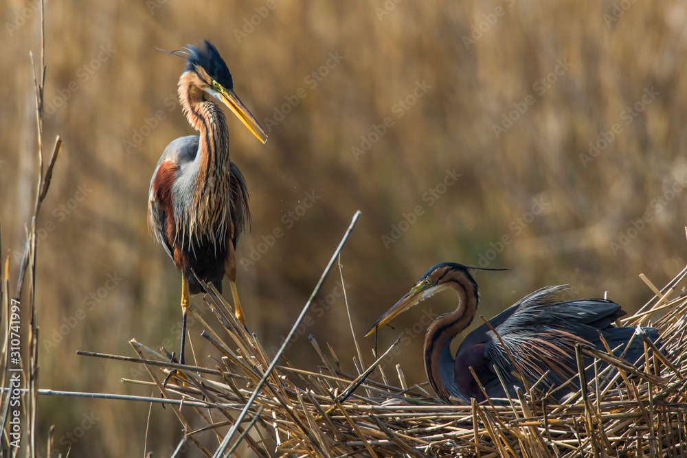 Purple heron (Ardea purpurea)