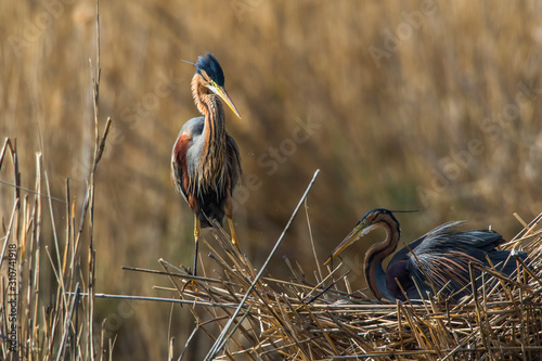 Obraz na płótnie Purple heron (Ardea purpurea) w salonie