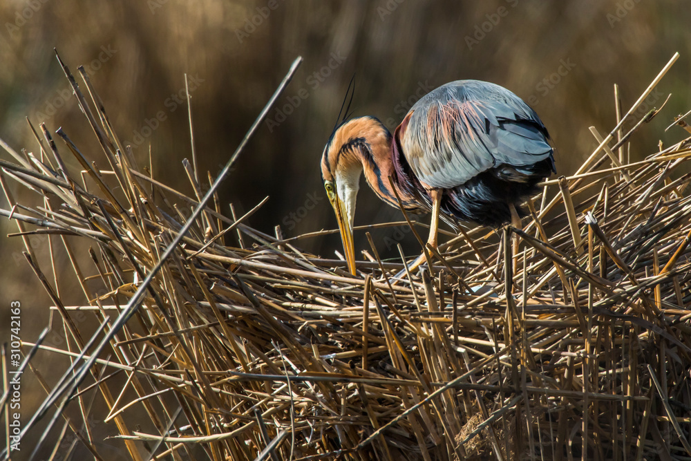 Purple heron (Ardea purpurea)