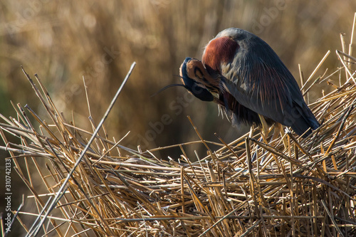 Obraz na płótnie Purple heron (Ardea purpurea) w salonie