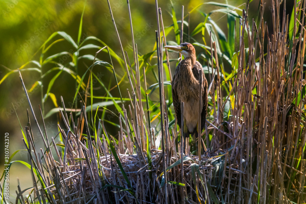 Purple heron (Ardea purpurea)