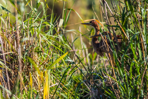 Purple heron (Ardea purpurea) photo