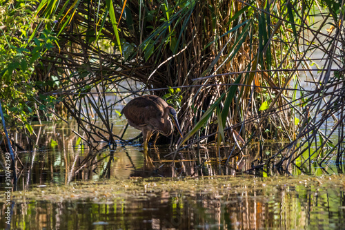 Obraz na płótnie Purple heron (Ardea purpurea) w salonie