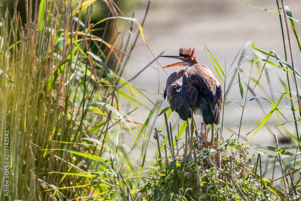 Purple heron (Ardea purpurea)