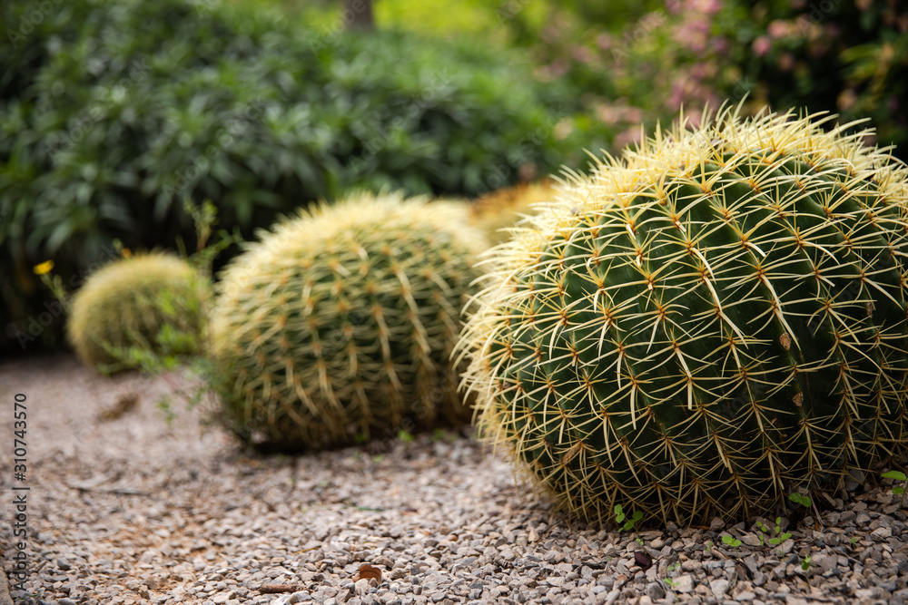Close up on cacti plants Close up on cacti plants