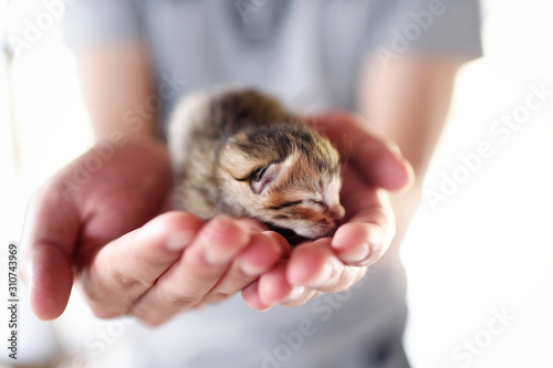 Hands hold new born kitten photo