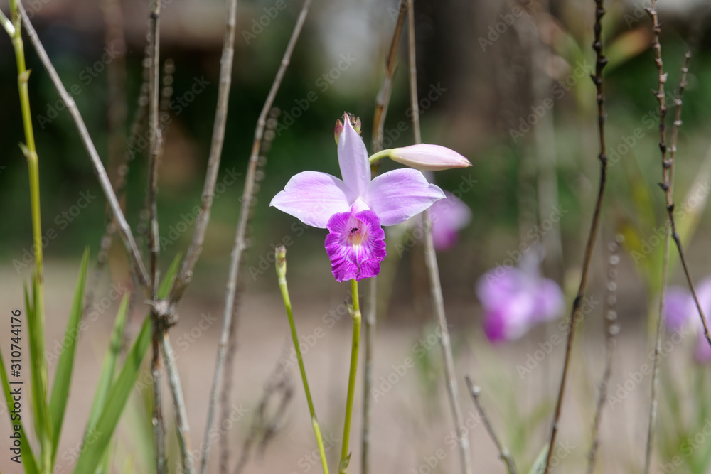 Fleur d'orchidées Arundina graminiflora dans le bourg Hmong de Cacao en Guyane française Fleur d'orchidées Arundina graminiflora dans le bourg Hmong de Cacao en Guyane française