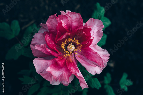 over a tree peony in a garden photo