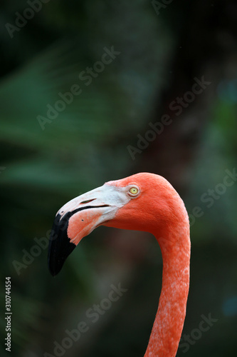 Portrait Of A Pink Flamingo In A Tropical Garden