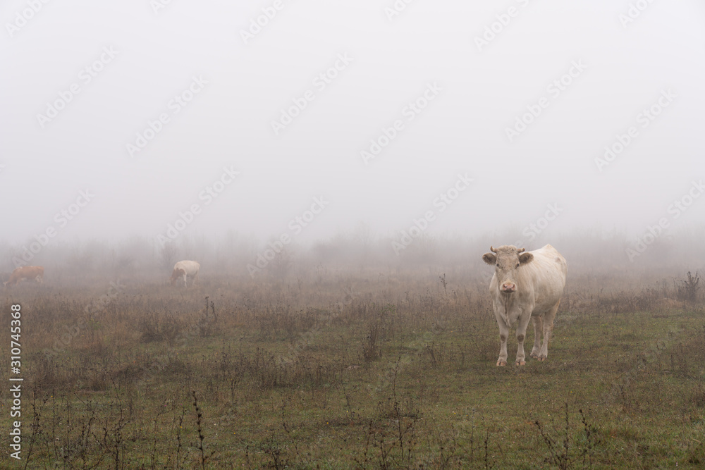 Herd of cows grazed among the meadow in fog Herd of cows grazed among the meadow in fog