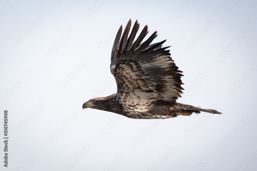 Fototapeta premium Young Eagle Flyby