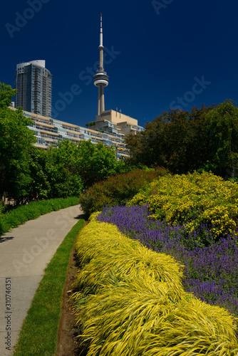 Canvas Print Blue and yellow flowers along path in the Toronto Music Garden with Condos and C