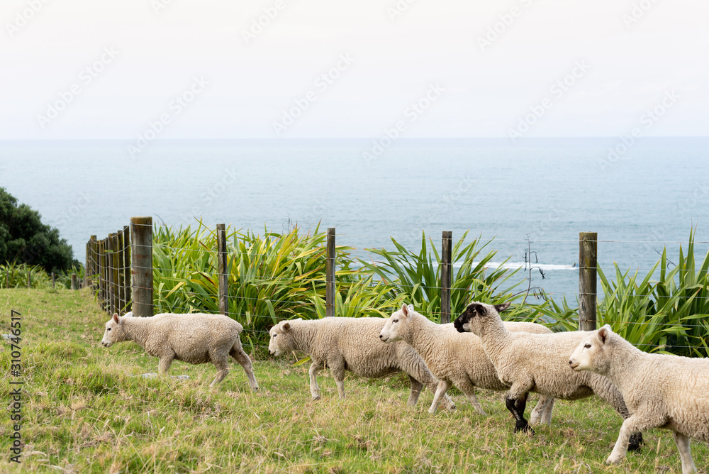 Grazing Sheep by the Ocean