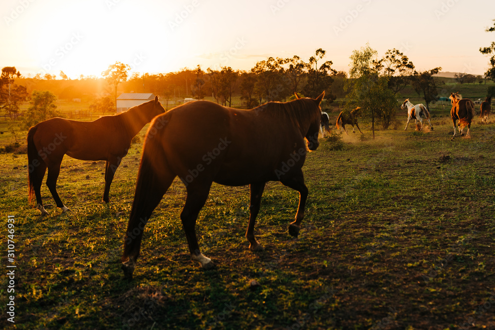 A herd of horses on the move A herd of horses on the move
