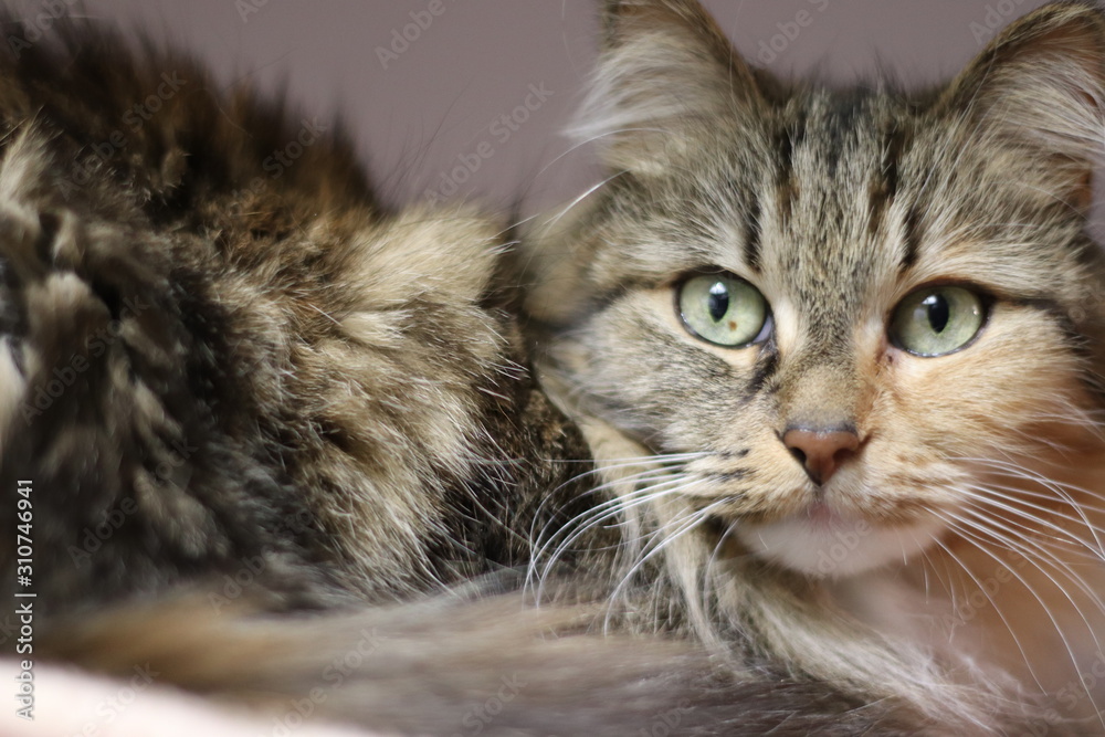 Chat de douceur Chat de douceur
