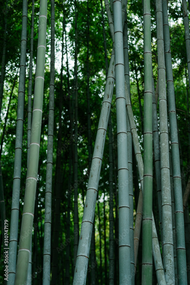 Japanese bamboo in garden of Kyoto temple Japanese bamboo in garden of Kyoto temple