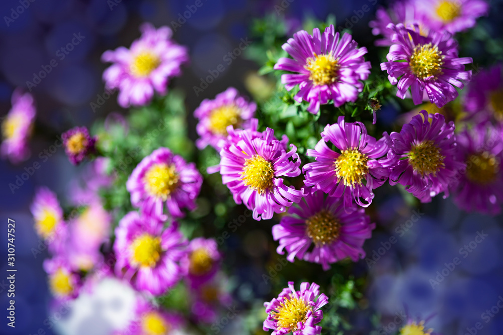 flowers in the garden flowers in the garden