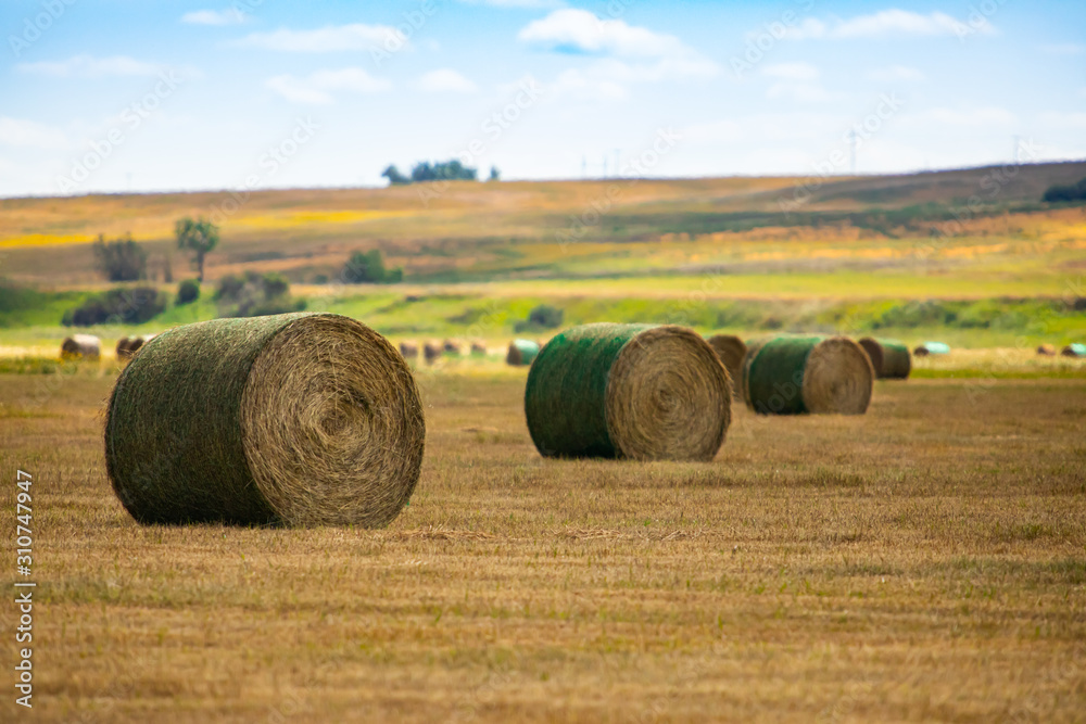 Three round bales of hay wrapped in green plastic net, in a rolling, sweet rural landscape. Natural daylight shot, late summer atmosphere.