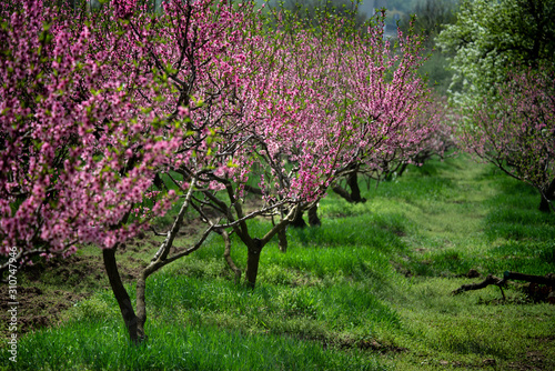 Spring sakura garden panorama trees flowered nature ladscape view