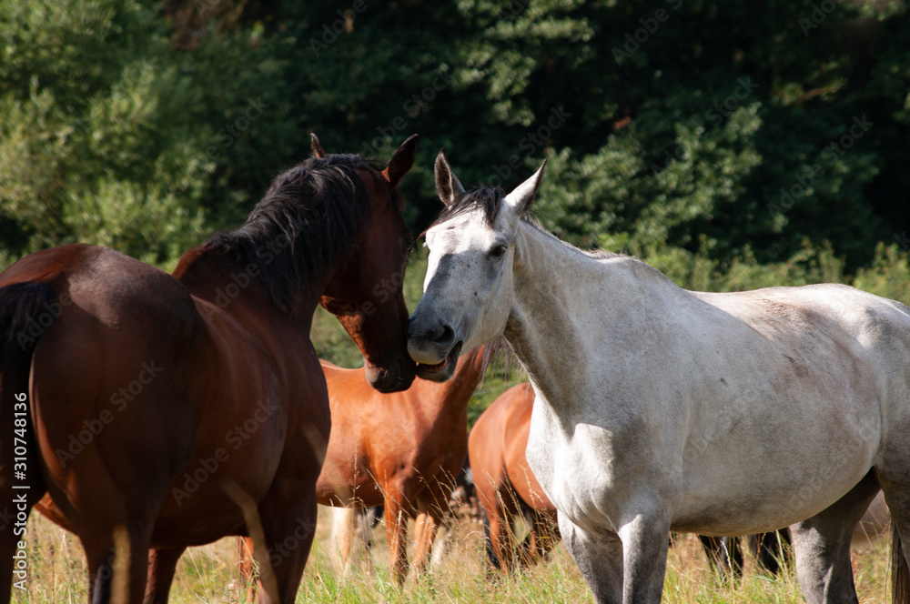 Horses meeting