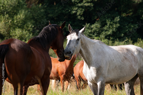 Horses meeting © Linda