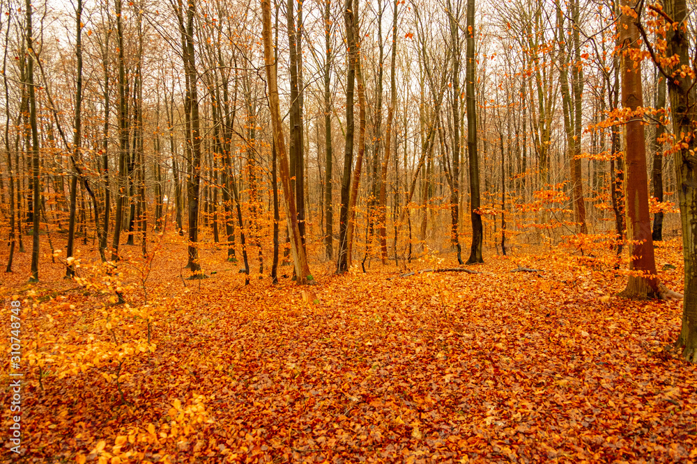 Fototapeta premium autumn in the forest