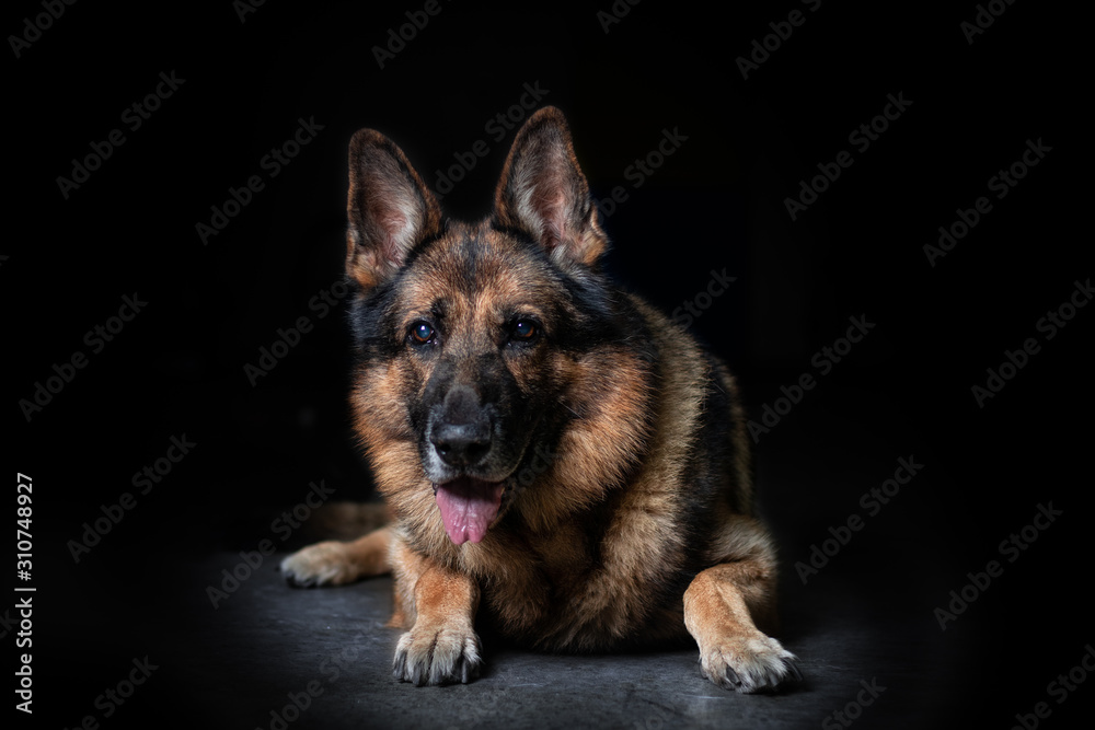 German shepherd shot in the studio on a black background. Dog is a friend of man. Dog posing while lying down.