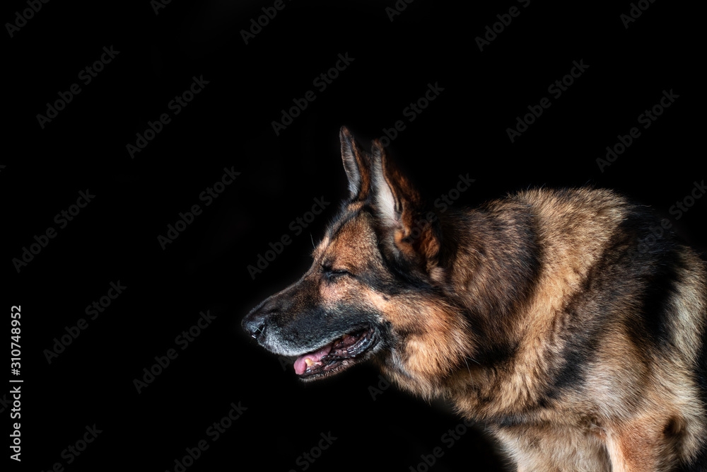 German shepherd shot in the studio on a black background. Dog is a friend of man.