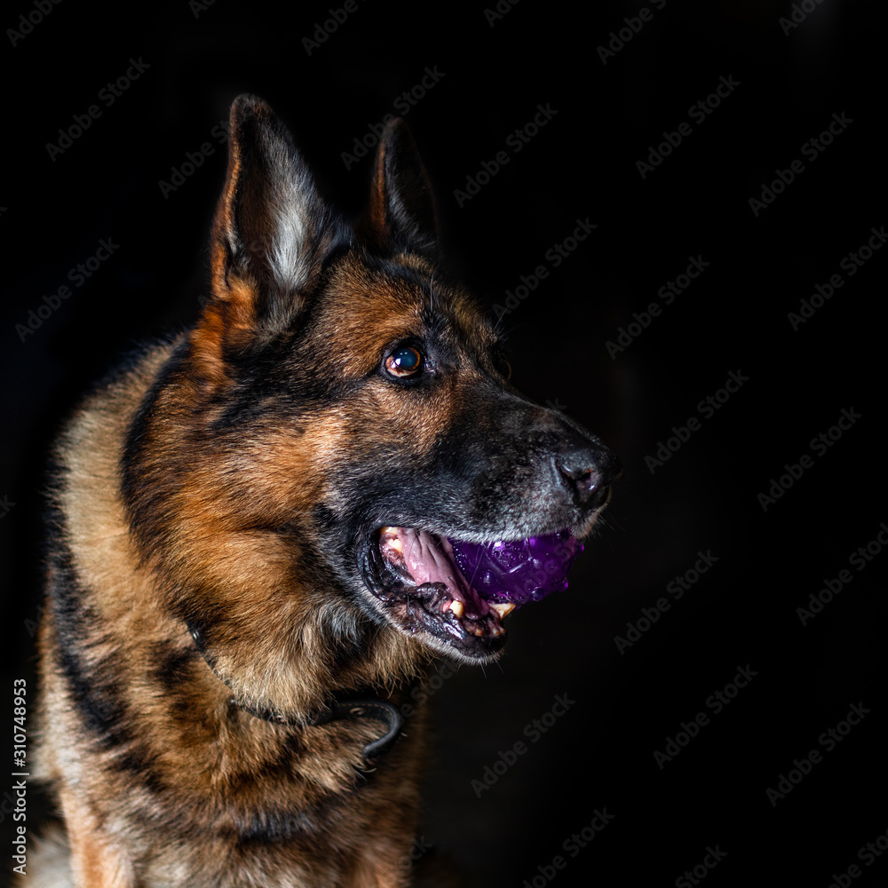 German shepherd shot in the studio on a black background. Dog is a friend of man. Dog playing ball. Catches the ball.