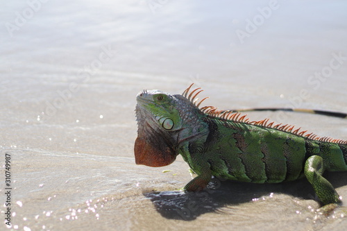 iguane