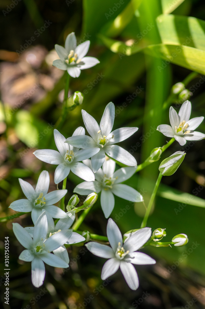 Ornithogalum umbellatum grass lily in bloom, small ornamental and wild white flowering springtime plant