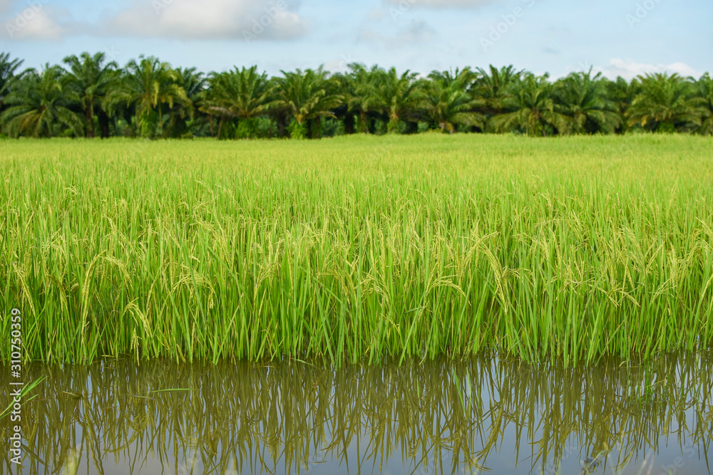 Rice fields flood.