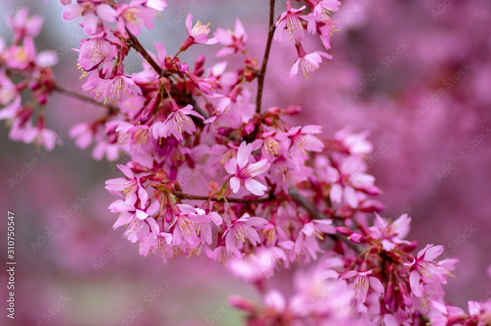 Prunus okame flowering early spring ornamental tree, beautiful small pink flowers in bloom Prunus okame flowering early spring ornamental tree, beautiful small pink flowers in bloom