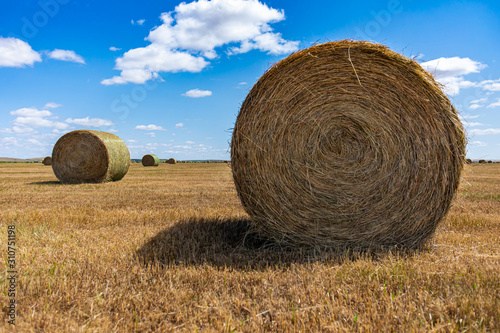Big round bale of hay in the countryside with other more distant bales and a bright blue sky in the background. Rural environment, summer mood. 