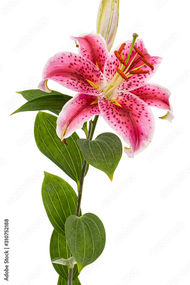 Big crimson flower of oriental lily, isolated on white background Big crimson flower of oriental lily, isolated on white background