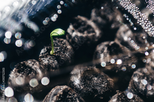 Abstract cucumber seedling through plastic dome photo