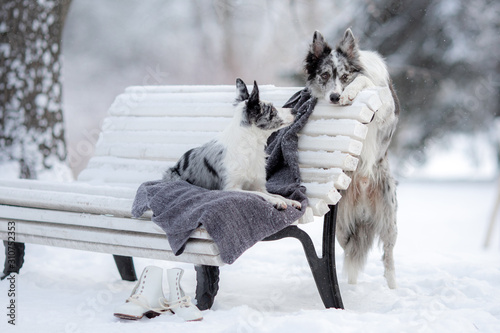 two dogs on a park bench in winter. Border Collie Together Outdoors in the Snow photo