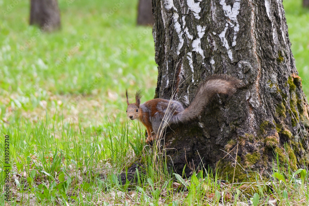 Obraz premium squirrel on tree